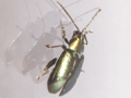 Phyllotreta nigripes